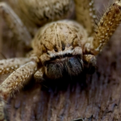 Neosparassus calligaster (Beautiful Badge Huntsman) at Florey, ACT - 18 Nov 2023 by KorinneM