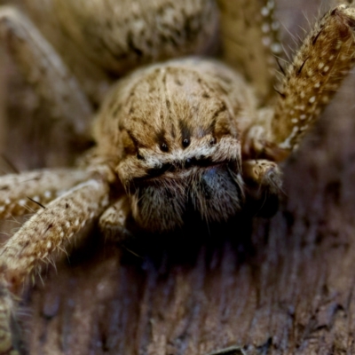 Neosparassus calligaster (Beautiful Badge Huntsman) at Florey, ACT - 18 Nov 2023 by KorinneM