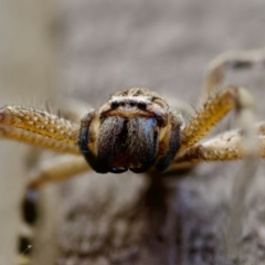 Neosparassus calligaster at Florey, ACT - 18 Nov 2023