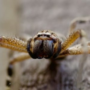 Neosparassus calligaster at Florey, ACT - 18 Nov 2023