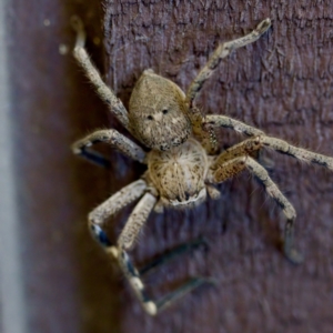 Neosparassus calligaster at Florey, ACT - 18 Nov 2023