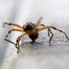 Neosparassus calligaster at Florey, ACT - 18 Nov 2023