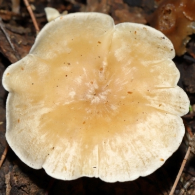 Unidentified Cap on a stem; gills below cap [mushrooms or mushroom-like] at Hackett, ACT - 23 Jun 2024 by TimL