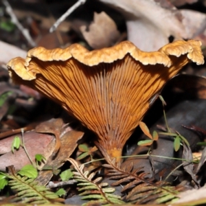 Austropaxillus sp. at Jedbinbilla - 22 Jun 2024 12:11 PM