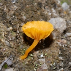 Lichenomphalia chromacea (Yellow Navel) at Jedbinbilla - 22 Jun 2024 by TimL