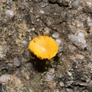 Lichenomphalia chromacea at Jedbinbilla - 22 Jun 2024 12:20 PM