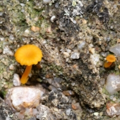 Lichenomphalia chromacea at Jedbinbilla - 22 Jun 2024 12:20 PM