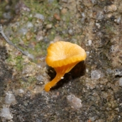 Lichenomphalia chromacea at Jedbinbilla - 22 Jun 2024