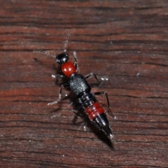 Paederus sp. (genus) (Whiplash rove beetle) at Tidbinbilla Nature Reserve - 22 Jun 2024 by TimL