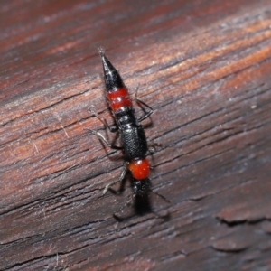 Paederus sp. (genus) at Tidbinbilla Nature Reserve - 22 Jun 2024