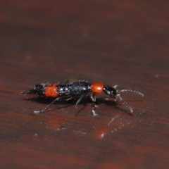 Paederus sp. (genus) at Tidbinbilla Nature Reserve - 22 Jun 2024