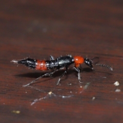 Paederus sp. (genus) at Tidbinbilla Nature Reserve - 22 Jun 2024