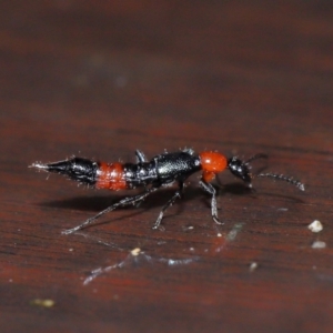 Paederus sp. (genus) at Tidbinbilla Nature Reserve - 22 Jun 2024