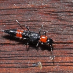 Paederus sp. (genus) at Tidbinbilla Nature Reserve - 22 Jun 2024