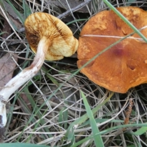 Gymnopilus sp. at QPRC LGA - suppressed