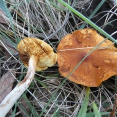 Gymnopilus sp. at QPRC LGA - suppressed