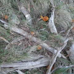 Gymnopilus sp. at QPRC LGA - suppressed