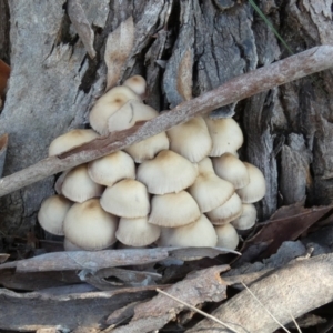 Mycena 'clarkeana group' at suppressed - 19 Jun 2024