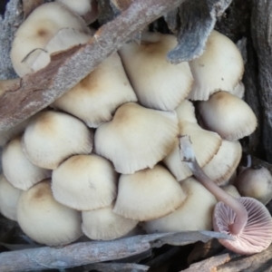 Mycena 'clarkeana group' at suppressed - suppressed