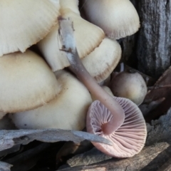 Mycena 'clarkeana group' at suppressed - 19 Jun 2024