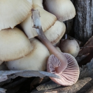 Mycena 'clarkeana group' at suppressed - 19 Jun 2024