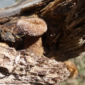 Lentinus fasciatus at QPRC LGA - 19 Jun 2024