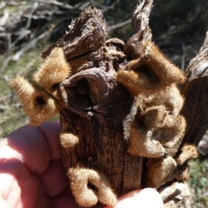 Lentinus fasciatus at QPRC LGA - 19 Jun 2024