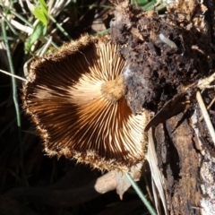 Lentinus fasciatus at QPRC LGA - 19 Jun 2024