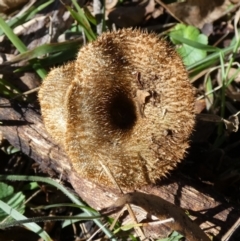 Lentinus fasciatus at QPRC LGA - 19 Jun 2024