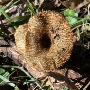 Lentinus fasciatus at QPRC LGA - 19 Jun 2024