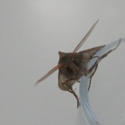 Paralaea porphyrinaria (Chestnut Vein Crest Moth) at QPRC LGA - 19 Jun 2024 by Paul4K