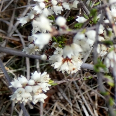 Cryptandra sp. Floriferous (W.R.Barker 4131) W.R.Barker at QPRC LGA - 21 Jun 2024 by Paul4K