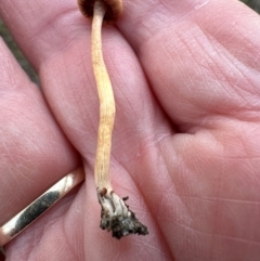 Unverified Cap on a stem; gills below cap [mushrooms or mushroom-like] at Mount Painter - 24 Jun 2024 by lbradley