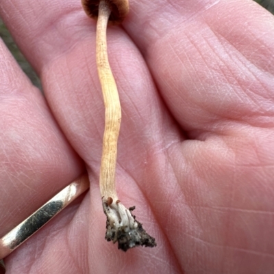 Unidentified Cap on a stem; gills below cap [mushrooms or mushroom-like] at Mount Painter - 24 Jun 2024 by lbradley