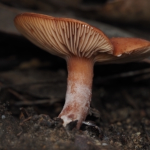 Lactarius eucalypti at Dalmeny, NSW - 23 Jun 2024