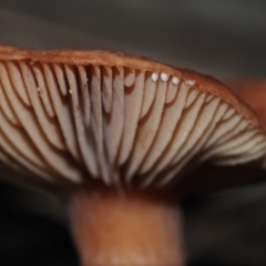 Lactarius eucalypti at Dalmeny, NSW - 23 Jun 2024