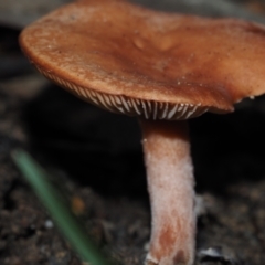 Lactarius eucalypti at Dalmeny, NSW - 23 Jun 2024