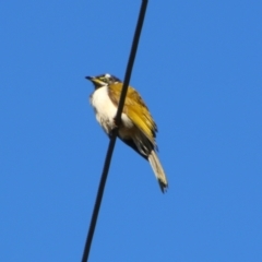 Entomyzon cyanotis (Blue-faced Honeyeater) at Killarney, QLD - 23 Jun 2024 by MB