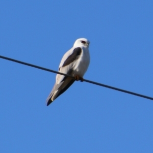 Elanus axillaris at Killarney, QLD - 24 Jun 2024 09:32 AM