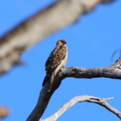 Haliastur sphenurus (Whistling Kite) at Cecil Plains, QLD - 24 Jun 2024 by MB
