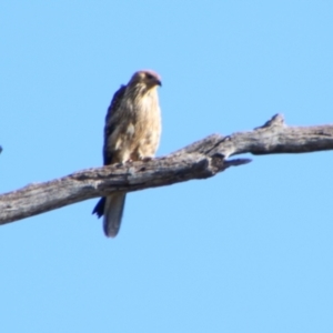 Haliastur sphenurus at Cecil Plains, QLD - 24 Jun 2024