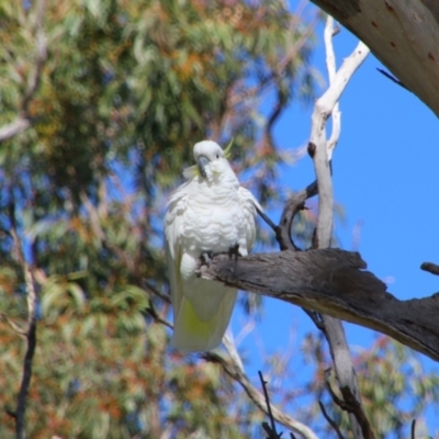 Cacatua galerita (Sulphur-crested Cockatoo) at Cecil Plains, QLD - 24 Jun 2024 by MB