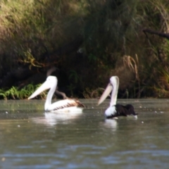 Pelecanus conspicillatus (Australian Pelican) at Cecil Plains, QLD - 24 Jun 2024 by MB