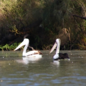 Pelecanus conspicillatus at Cecil Plains, QLD - 24 Jun 2024 02:00 PM