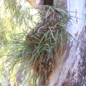 Cymbidium canaliculatum at Cecil Plains, QLD - suppressed