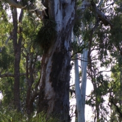 Cymbidium canaliculatum at Cecil Plains, QLD - suppressed