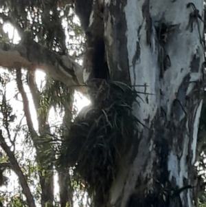 Cymbidium canaliculatum at Cecil Plains, QLD - suppressed