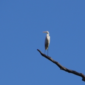 Ardea alba at Cecil Plains, QLD - 24 Jun 2024 02:10 PM