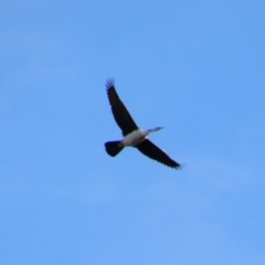 Anhinga novaehollandiae (Australasian Darter) at Cecil Plains, QLD - 24 Jun 2024 by MB