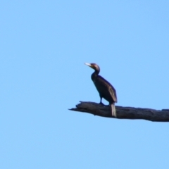 Phalacrocorax sulcirostris (Little Black Cormorant) at Cecil Plains, QLD - 24 Jun 2024 by MB